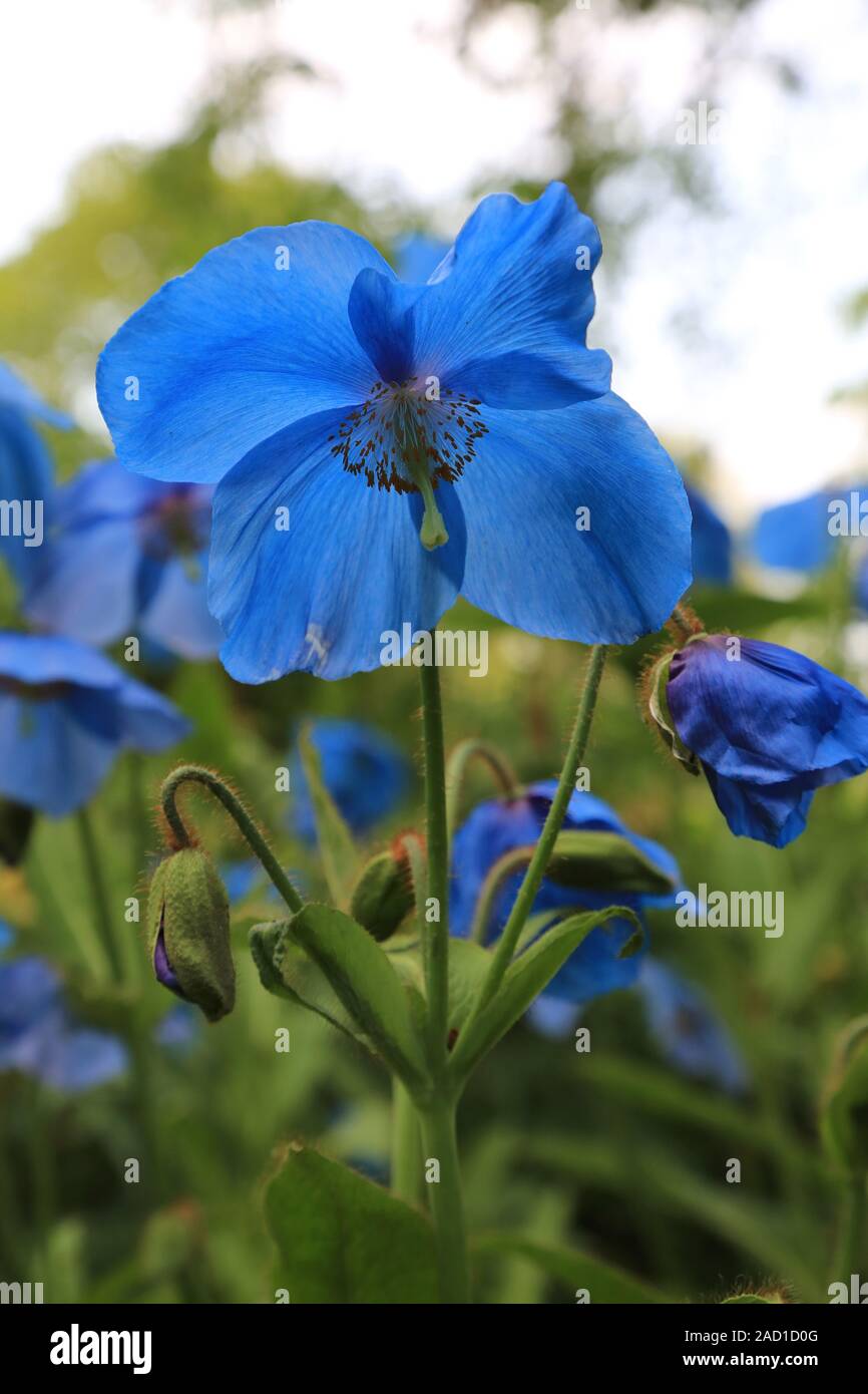 Blauer Scheinmohn, Himalayan blue Mohnblumen, meconopsis Slieve Donard Stockfoto