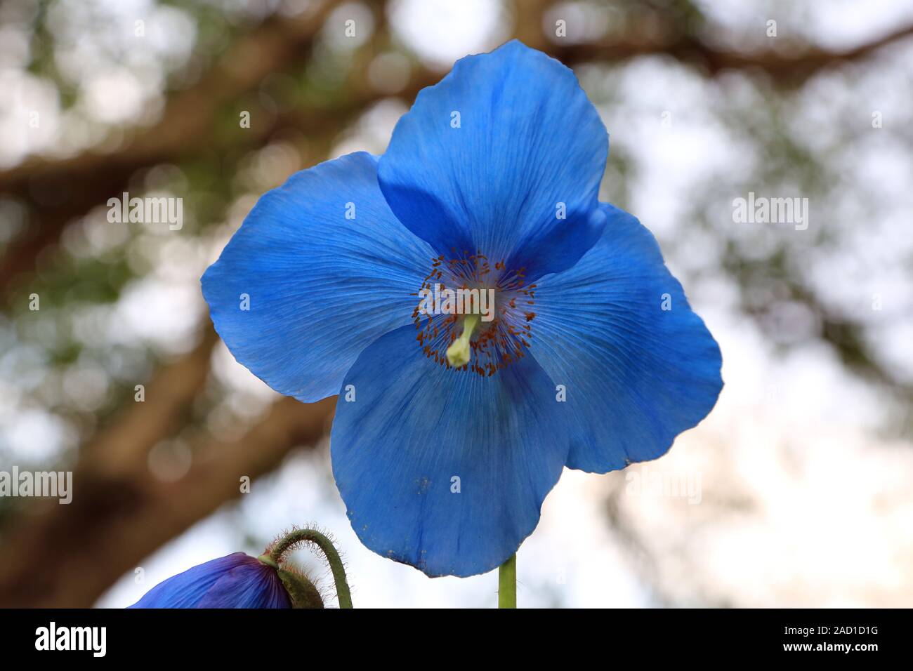 Blauer Scheinmohn, Himalayan blue Mohnblumen, meconopsis Slieve Donard Stockfoto