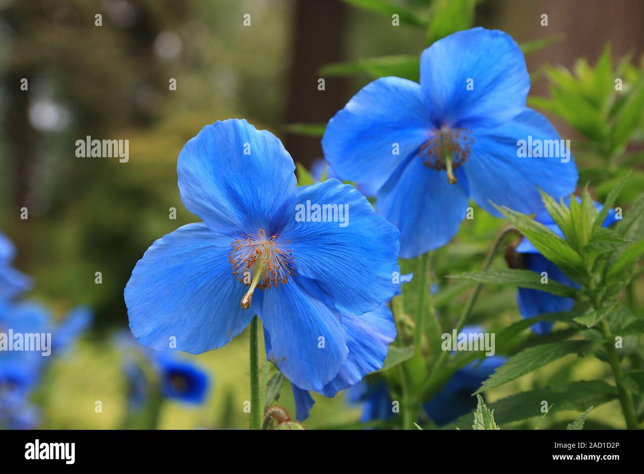 Blauer Scheinmohn, Himalayan blue Mohnblumen, meconopsis Slieve Donard Stockfoto