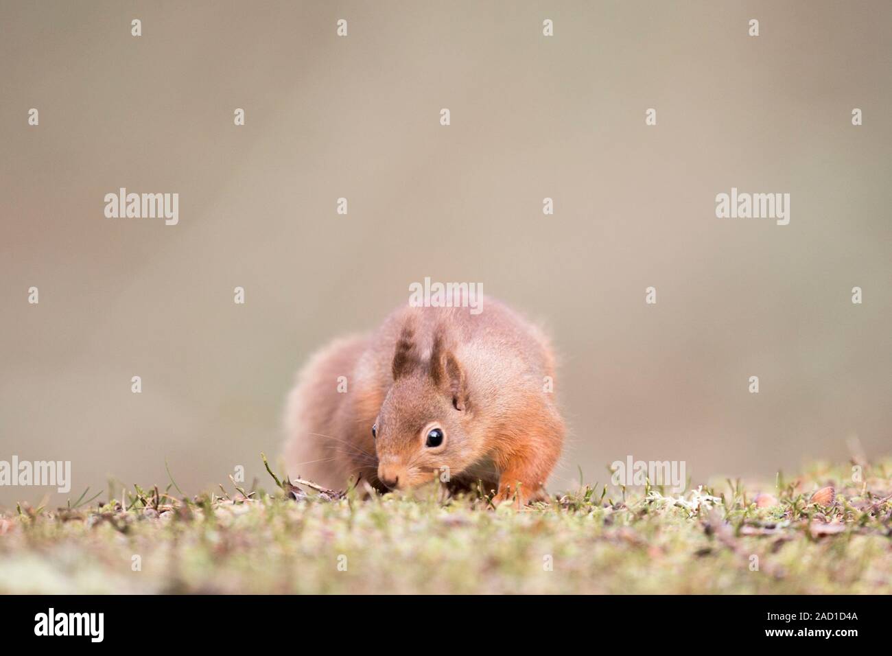 Rotes Eichhörnchen (Sciurus vulgaris) beim Essen auf dem Waldboden, Cairngorms-Nationalpark, Schottland, Britisches Wildtier Stockfoto