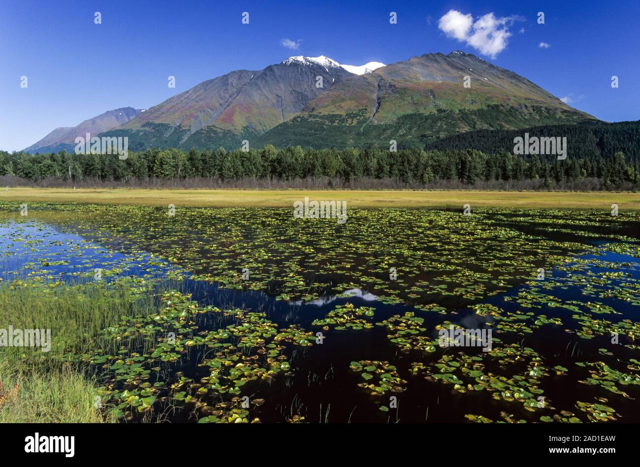 Berg und See mit Seerosen/Kenai Halbinsel - Alaska Stockfoto