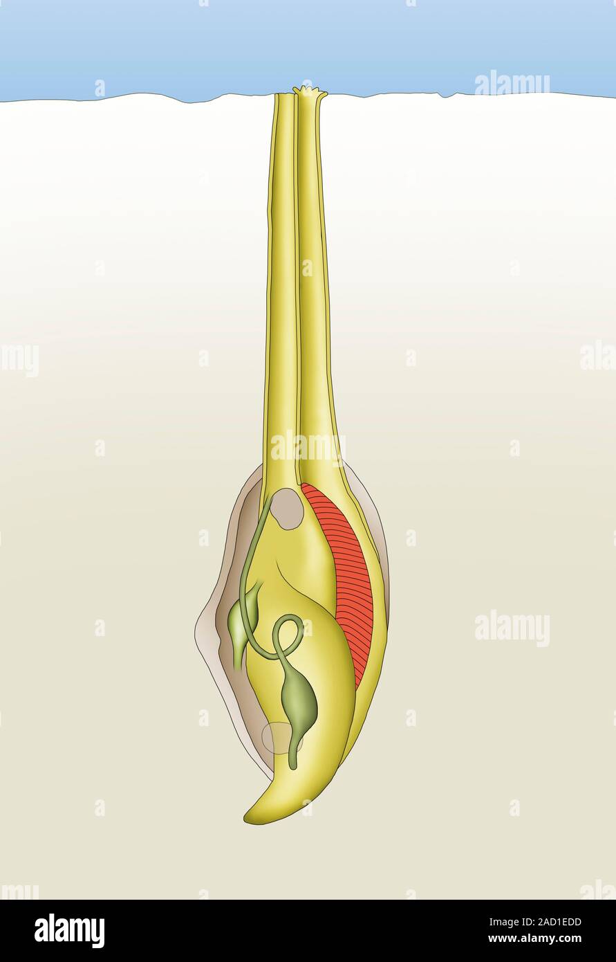 Queen Shell Muscheln Soft-shell clam Anatomie (Mya arenaria), computer Abbildung. Soft Shell ...