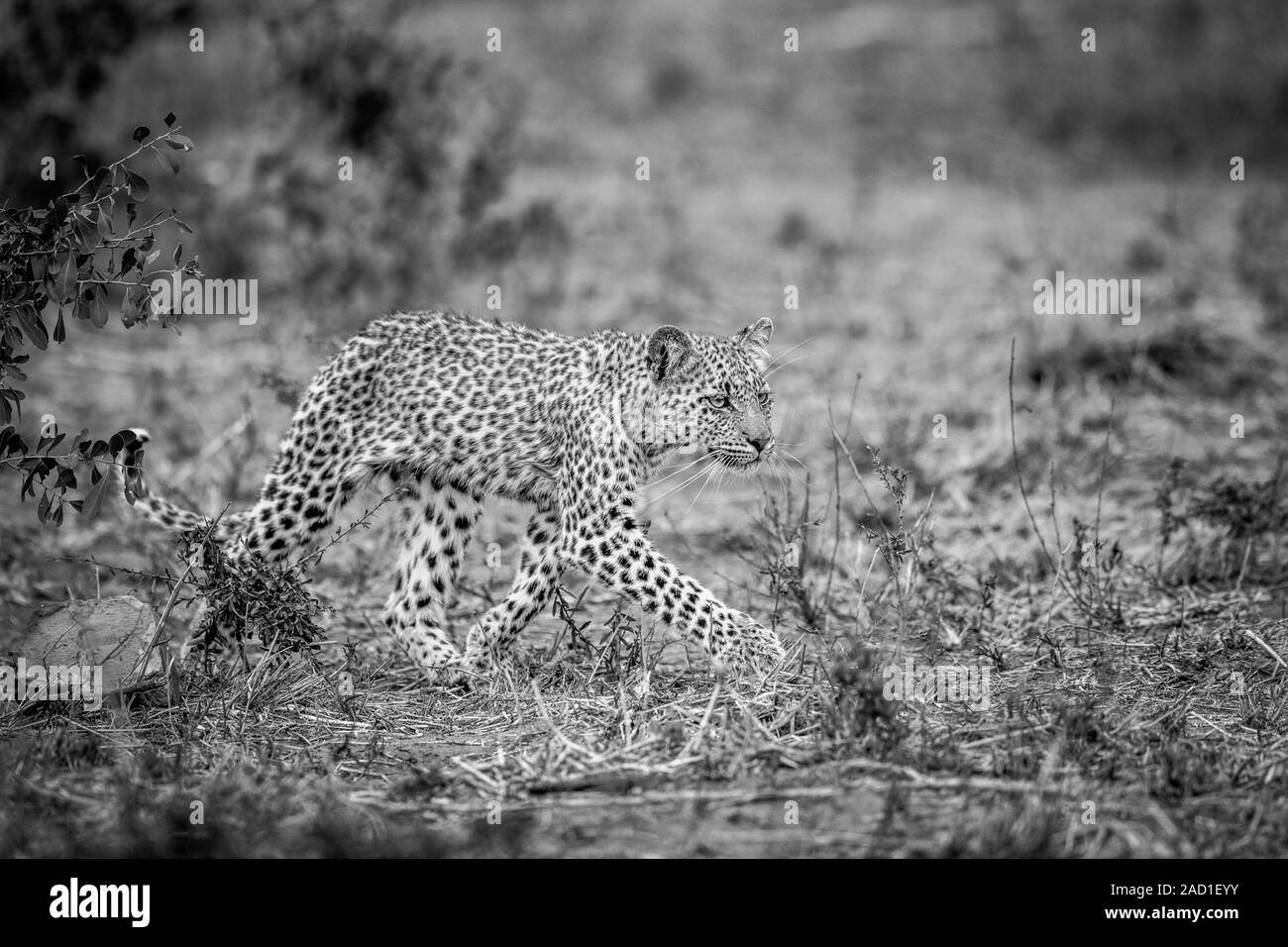 Walking baby Leopard in Schwarz und Weiß. Stockfoto