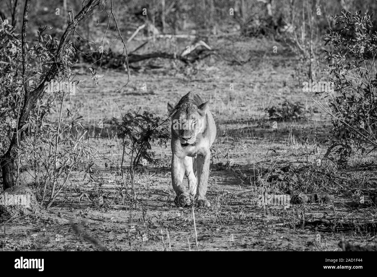 Löwin zu Fuß in Richtung der Kamera in Schwarz und Weiß. Stockfoto