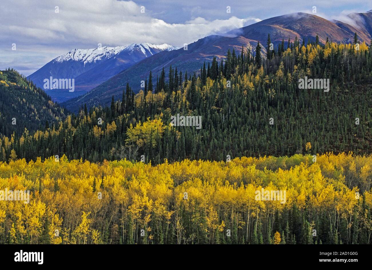 Aspen im Herbst vor der Alaska Range/Denali National Park, Alaska Stockfoto