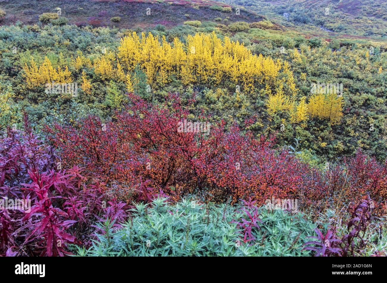 Tundra Landschaft mit Fireweed, Zwerg Birken und Beben Aspen in Indian Summer/Alaska Stockfoto