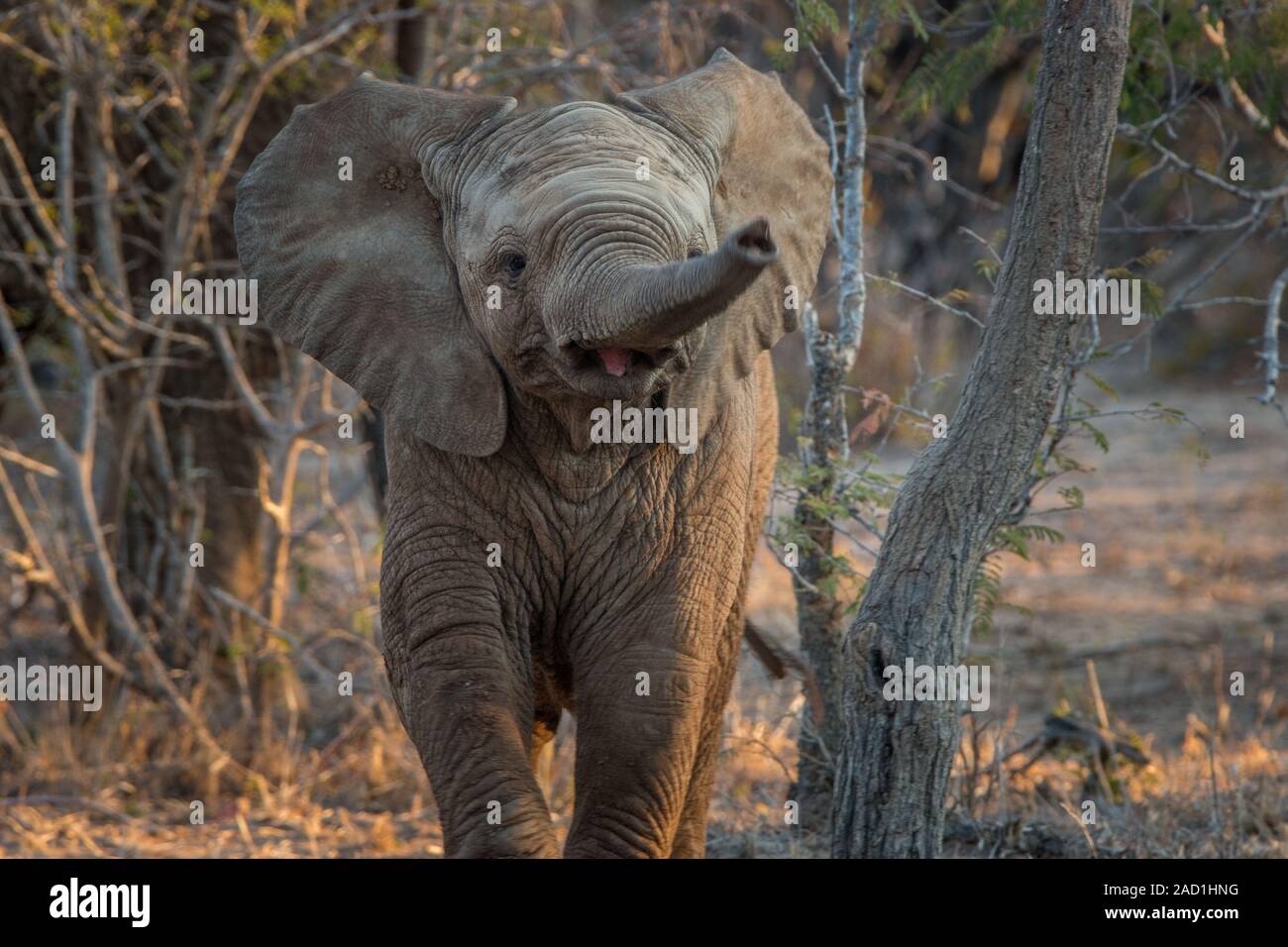 Ein Elefant seinen Rüssel in die Kamera. Stockfoto