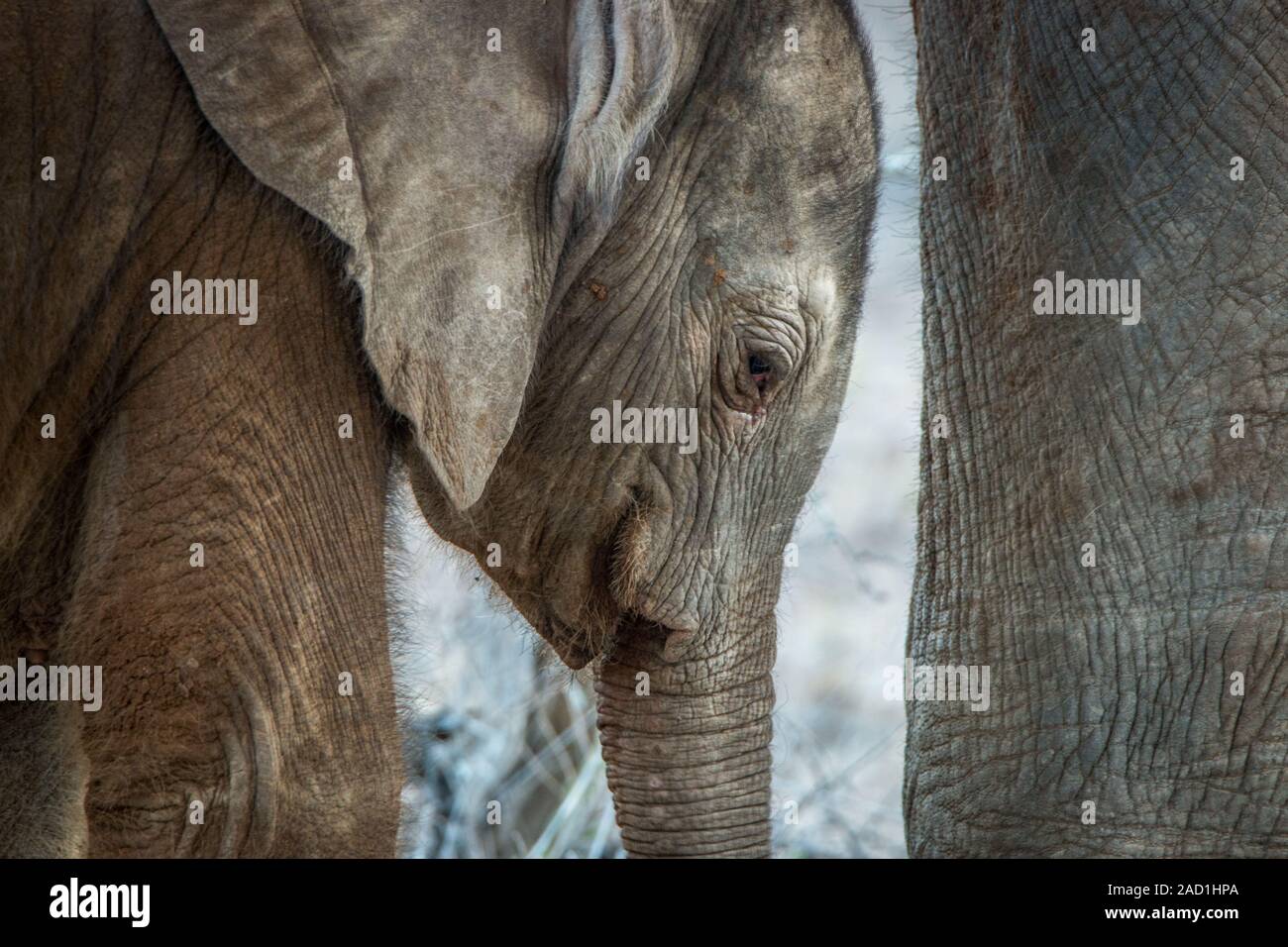 Nahaufnahme von einem Baby Elefant im Kruger National Park. Stockfoto