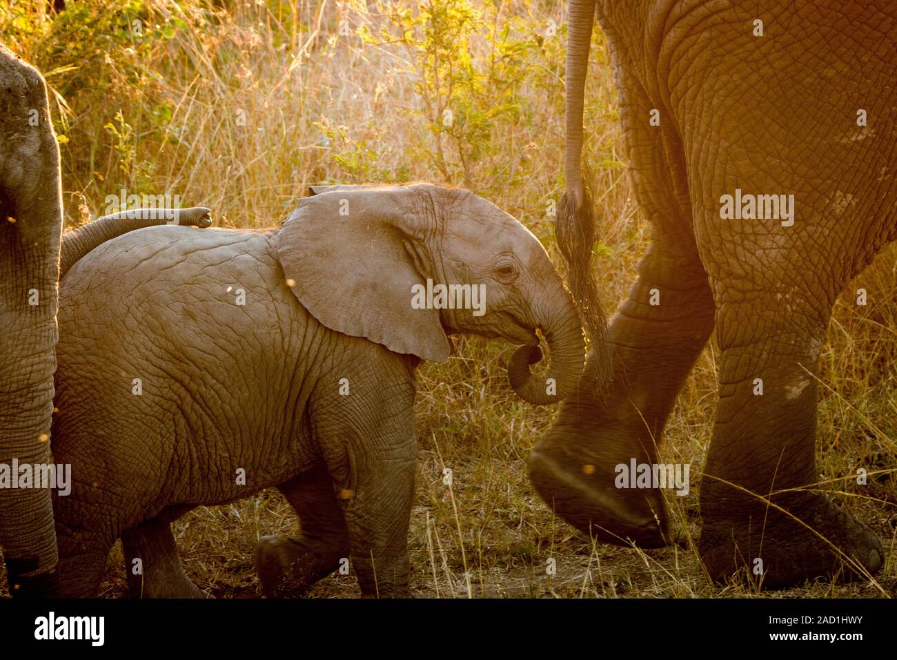 Baby Elefant nach seiner Mutter im Sonnenlicht. Stockfoto