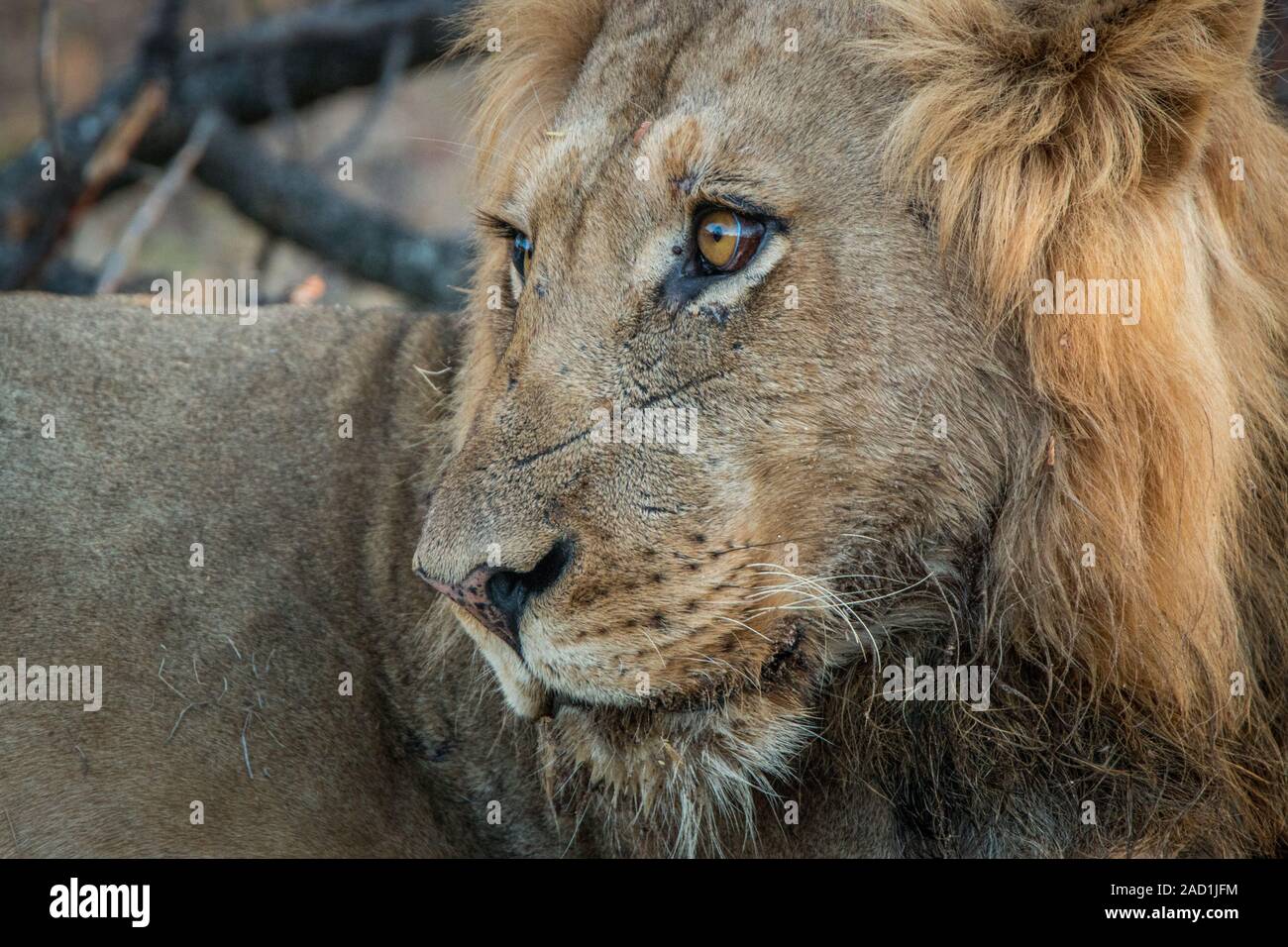 Seite Profil eines männlichen Löwen. Stockfoto