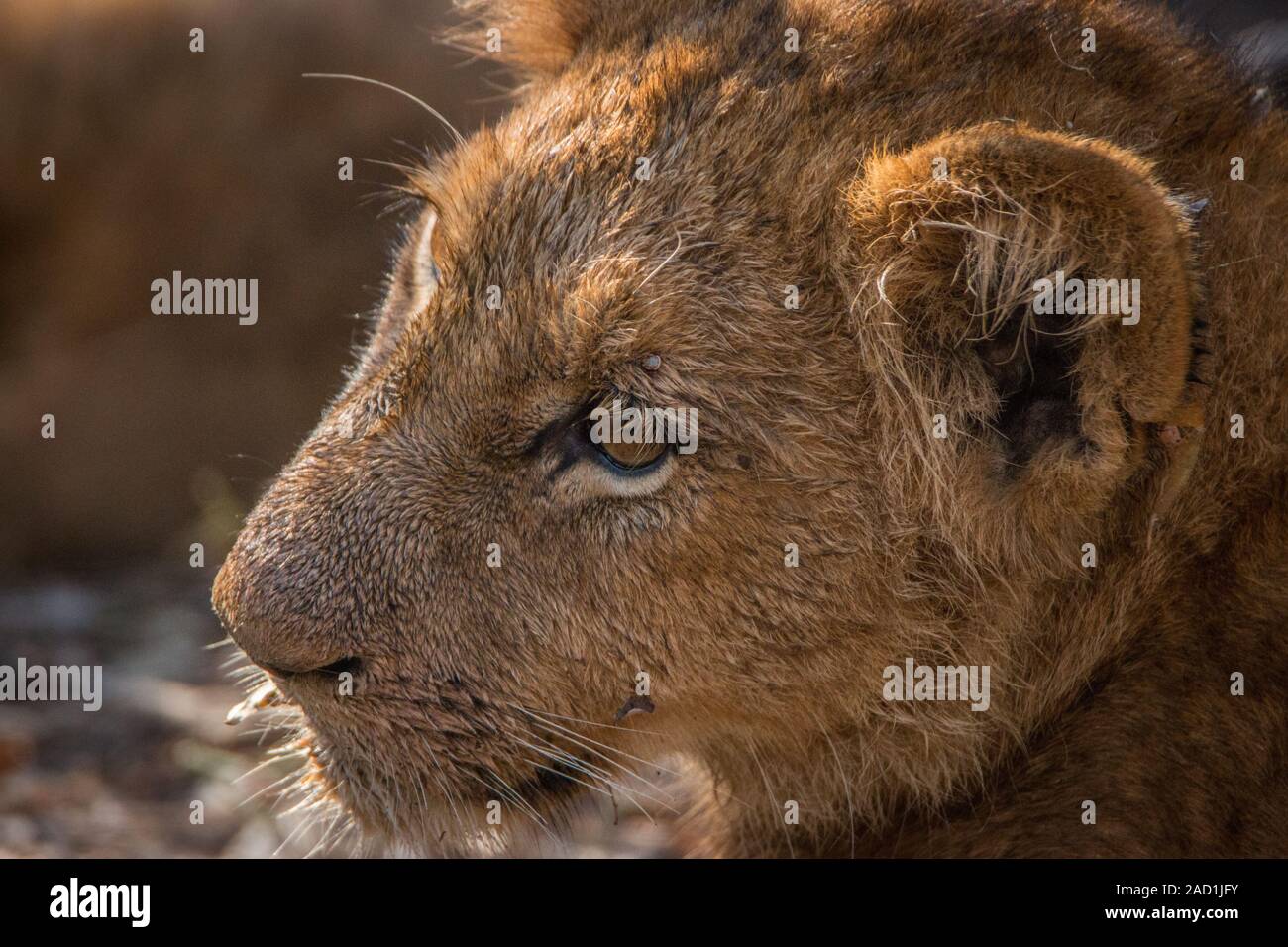 Seite Profil eines Lion cub im Krüger National Park. Stockfoto