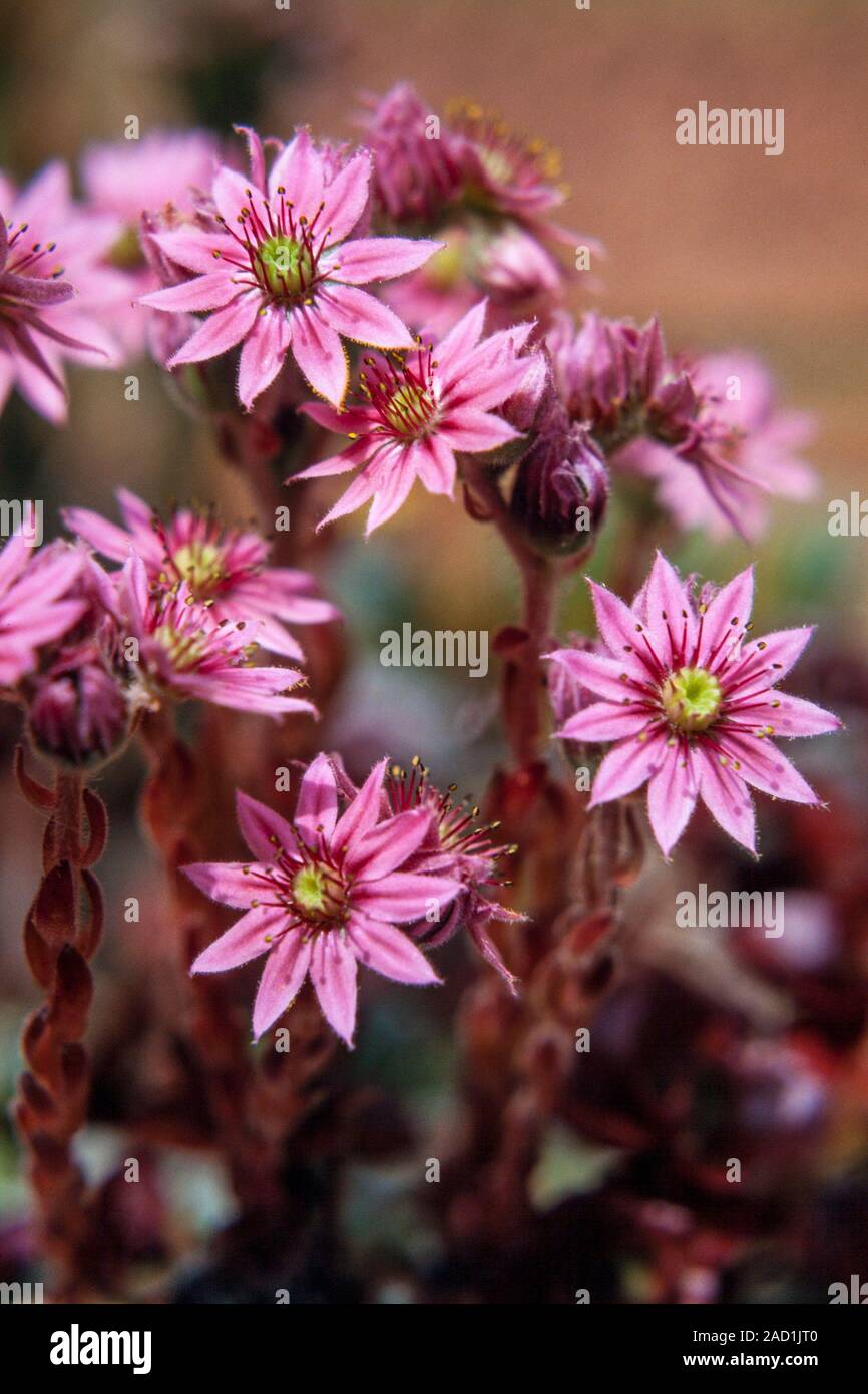 Cobweb hauswurz Blumen, Sempervivum arachnoideum. (Sempervivum bedeutet 'everliving') Stockfoto