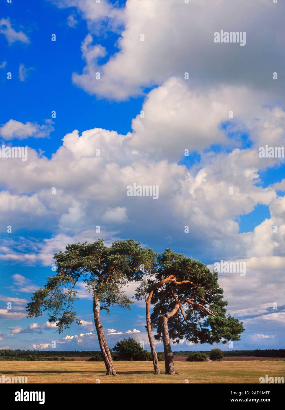 Neue Wald baum landschaft, Hants, Großbritannien. Verwitterte Scotts Kiefern, Pinus sylvestris Stockfoto