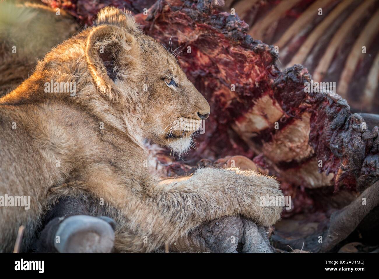 Essen Löwenjunge im Krüger. Stockfoto