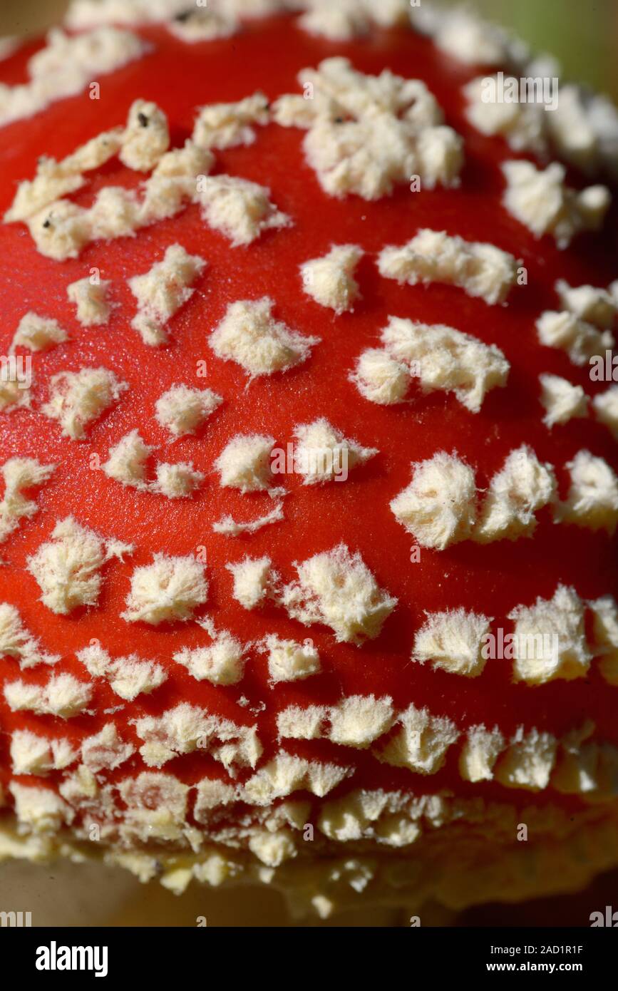 Muster Detail von weißen Flecken auf rote Kappe von Fly Agaric Pilz, Amanita muscaria, aka Fly amanita Fliegenpilz Stockfoto