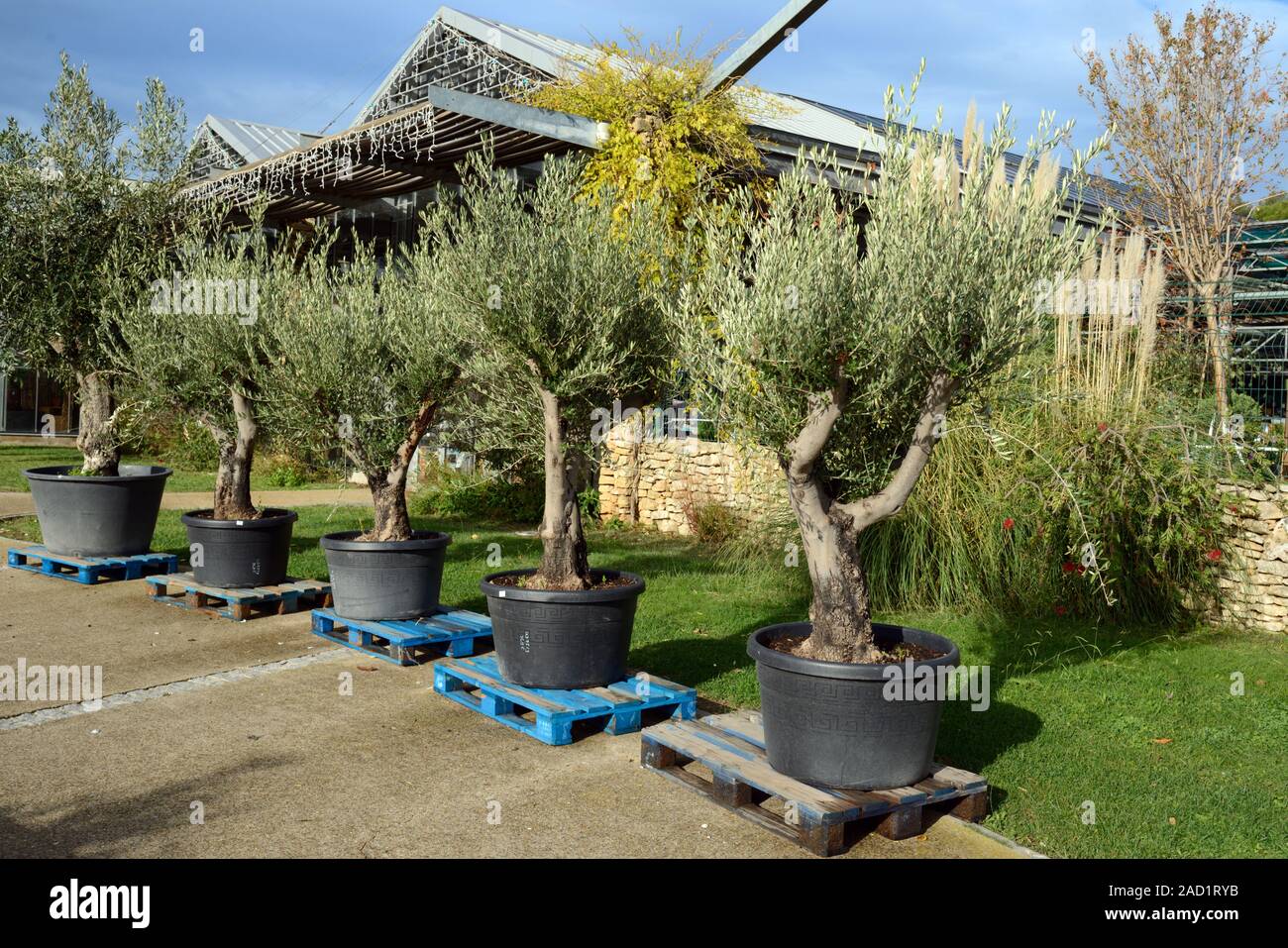 olivenbaum mit essbaren oliven Oliven Bonsai