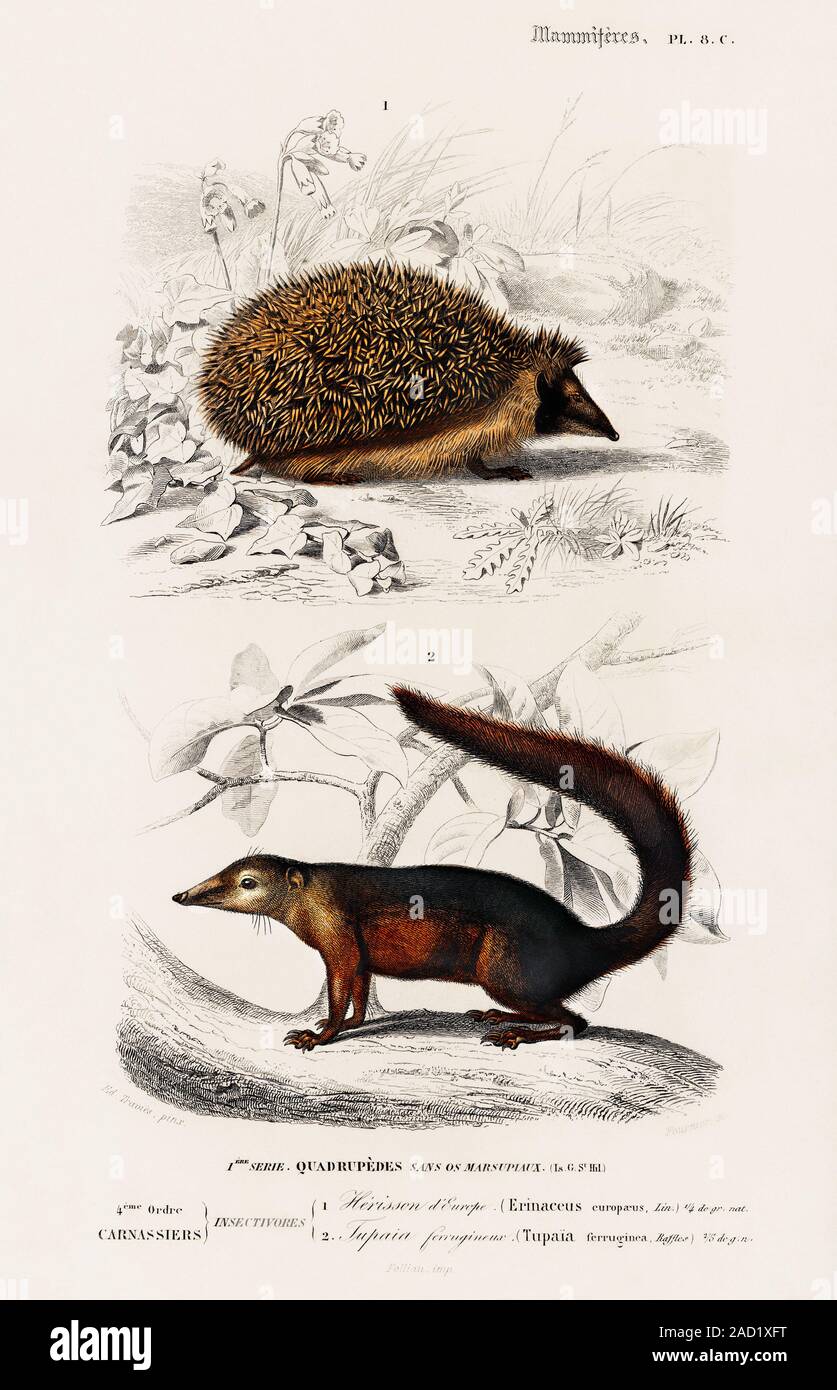 Europäischer Igel (Erinaceus Europaeus) und Common Treeshrew (Tupaia glis) von Charles Dessalines D & #39 dargestellt; Orbigny (1806-1876). Digital aus unserer eigenen Ausgabe 1892 von Wörterbuch Universel D erweiterte&#39; Histoire Naturelle. Stockfoto