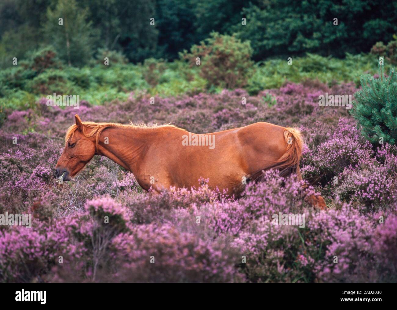 New Forest Pony unter Heather, New Forest UK. Stockfoto