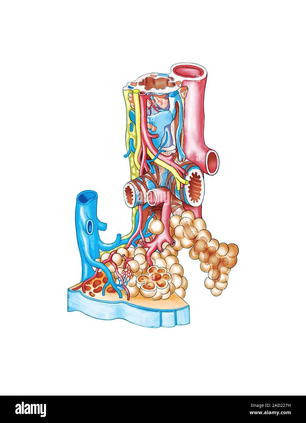 Abbildung des alveolus Intrapulmonary der Atemwege und der Lungen