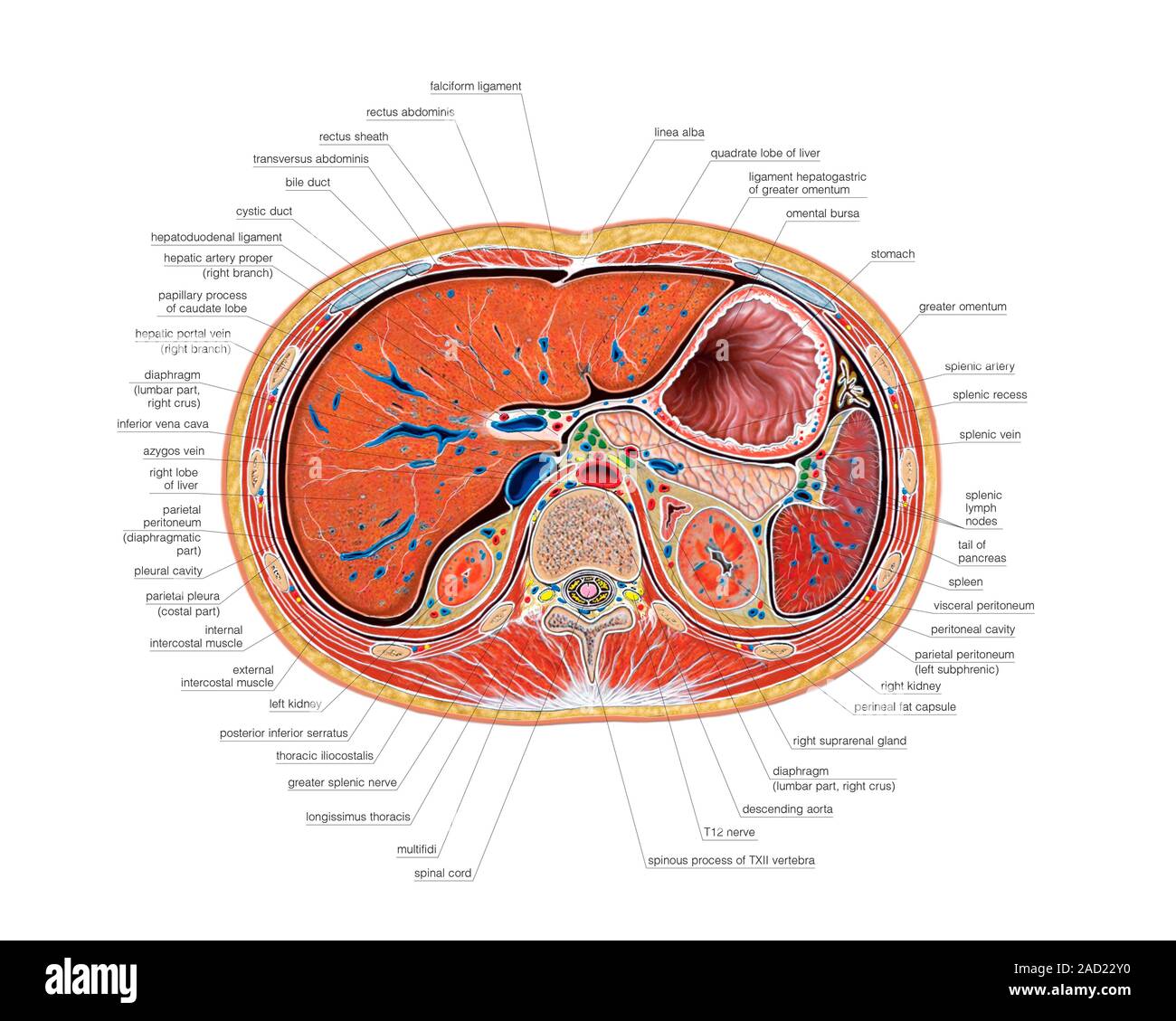 Abbildung des Abdomen, Querschnitt auf Niveau zum intervertebrale ...