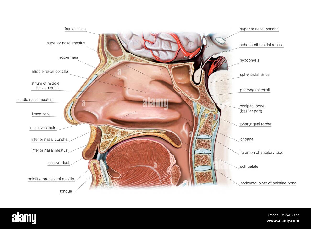 Anatomie Der Oberen Atemwege Abbildung der oberen Atemwege, Nasenhöhle. Diese laterale Ansicht mit
