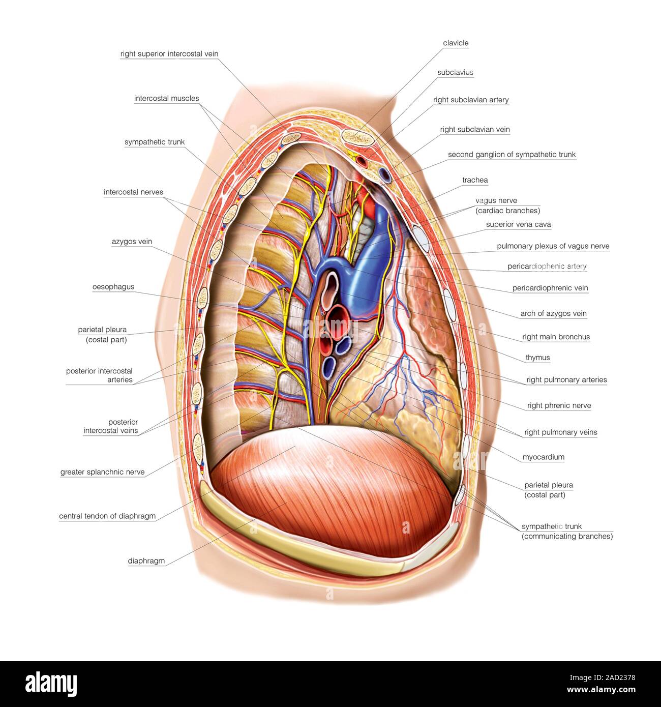 Abbildung des Mediastinums. Dieses Bild von links laterale Ansicht mit