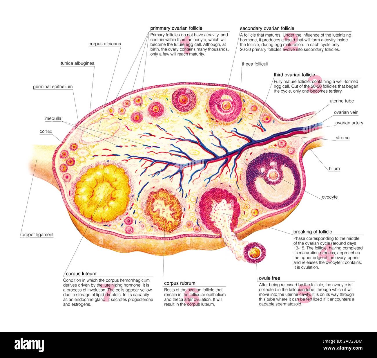 Darstellung der weiblichen genitalen System. Ovariellen Zyklus. Diese