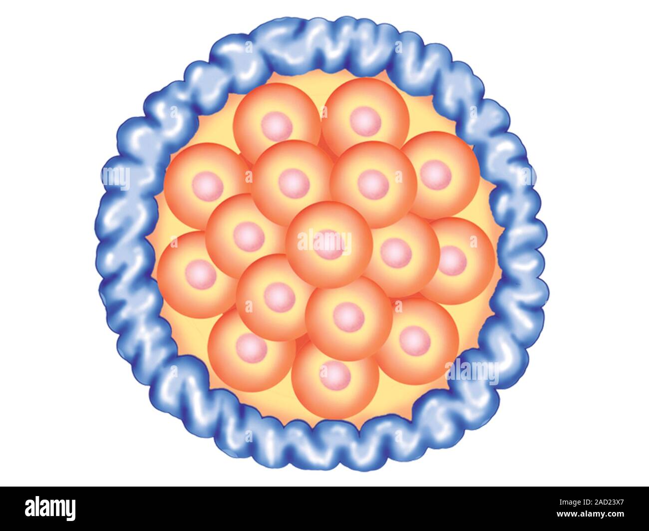 Abbildung der Blastozyste Bildung und Implantation. Diese Abbildung ist