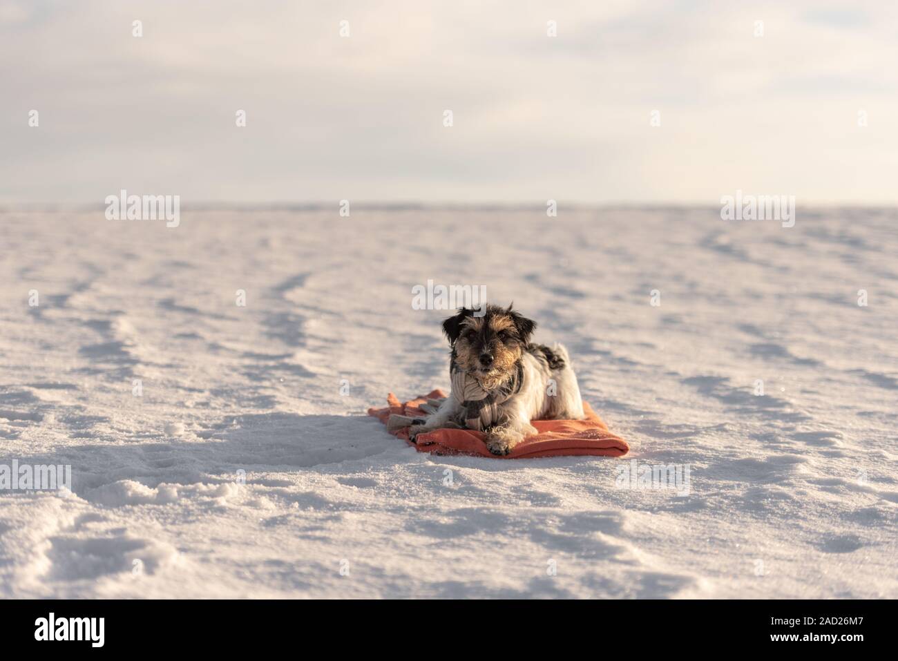Kleinen Niedlichen schöne Jack Russell Terrier Hund mit einem Schal um den Hals in der Natur liegt auf einer roten Decke in der Wintersaison. Stockfoto
