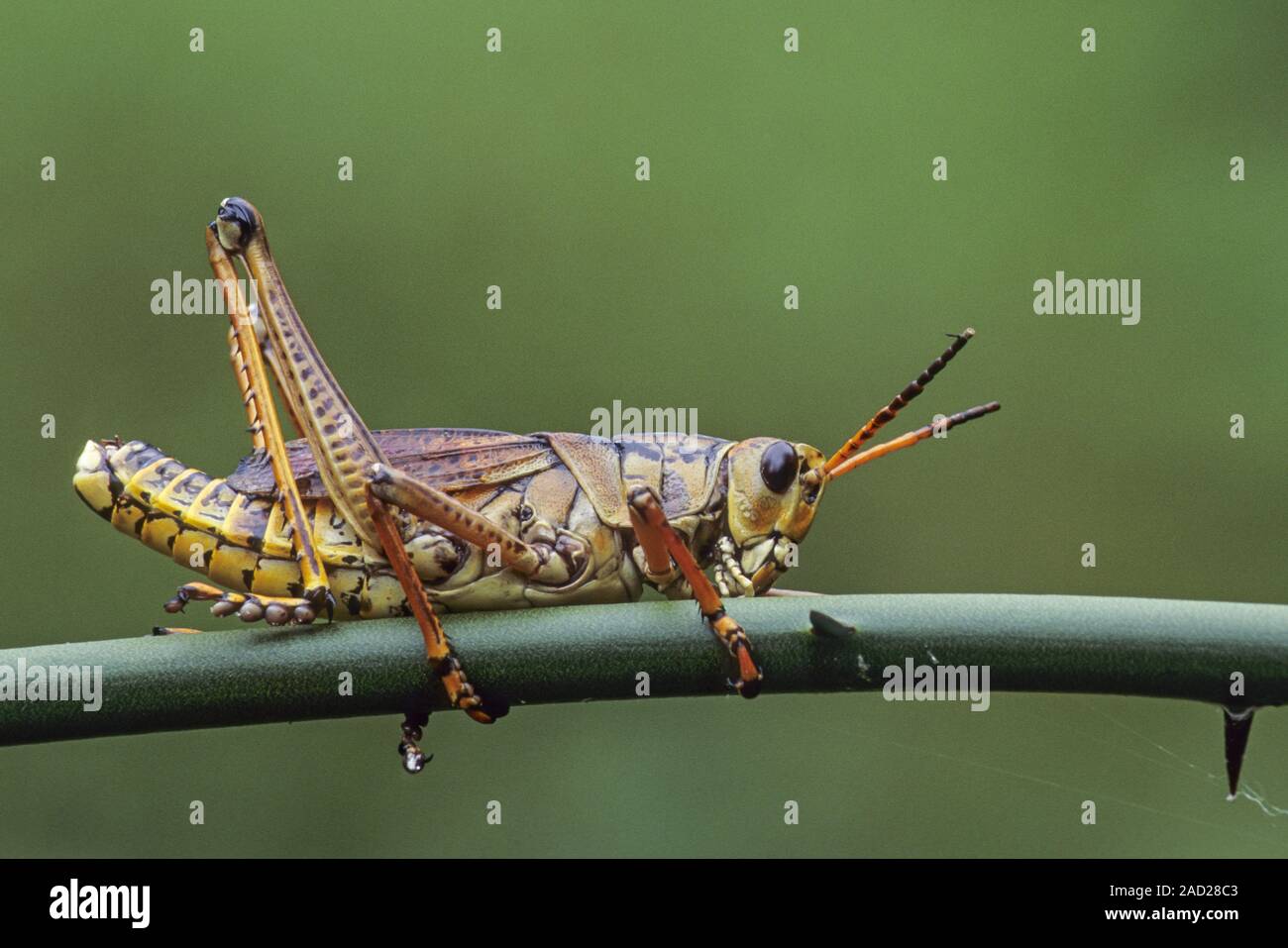 Östlichen Lubber Heuschrecke, die weibliche fast 8 cm Größe erreichen können (Foto erwachsenen männlichen) Stockfoto
