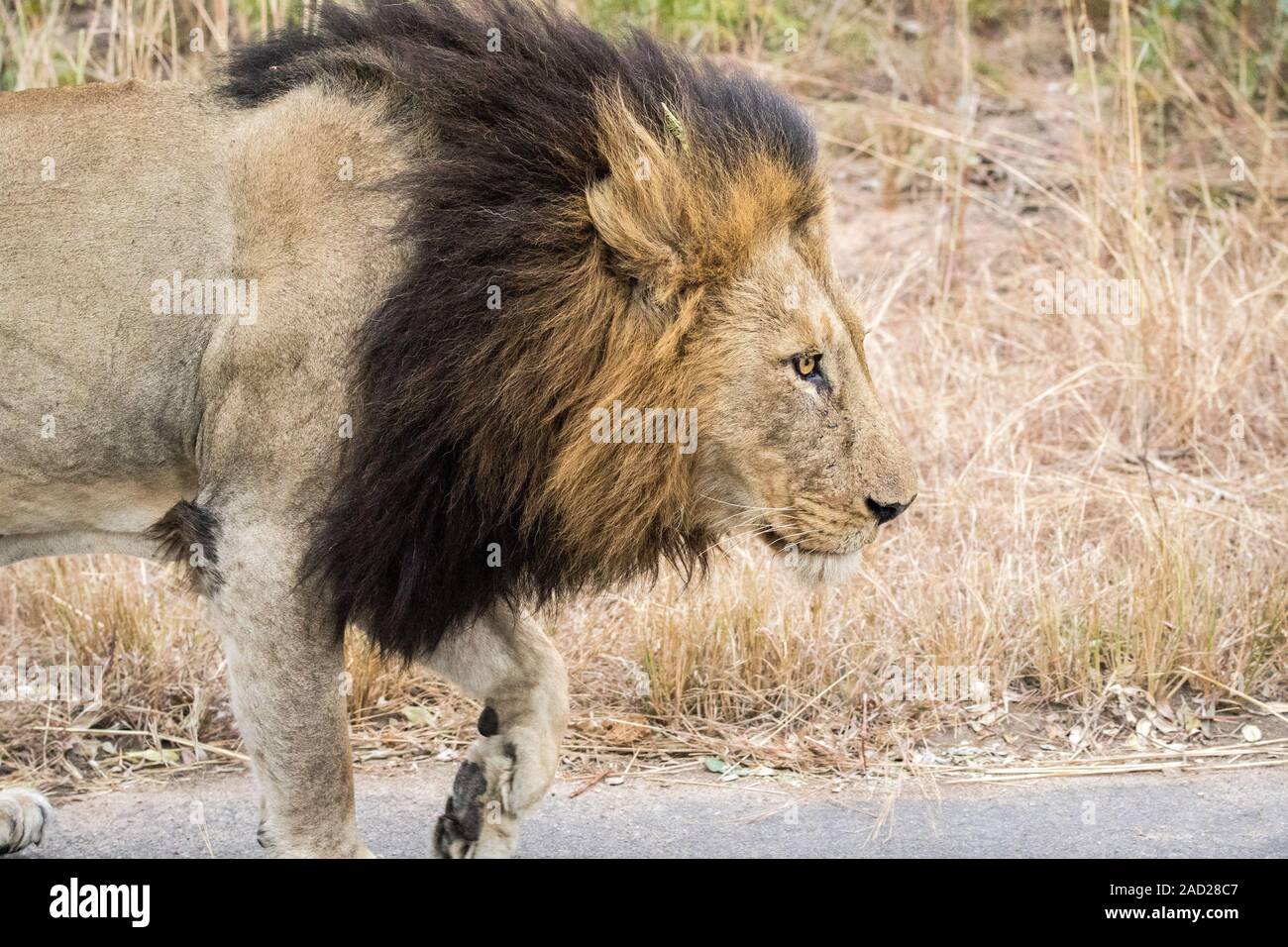 Seite Profil eines männlichen Löwen. Stockfoto