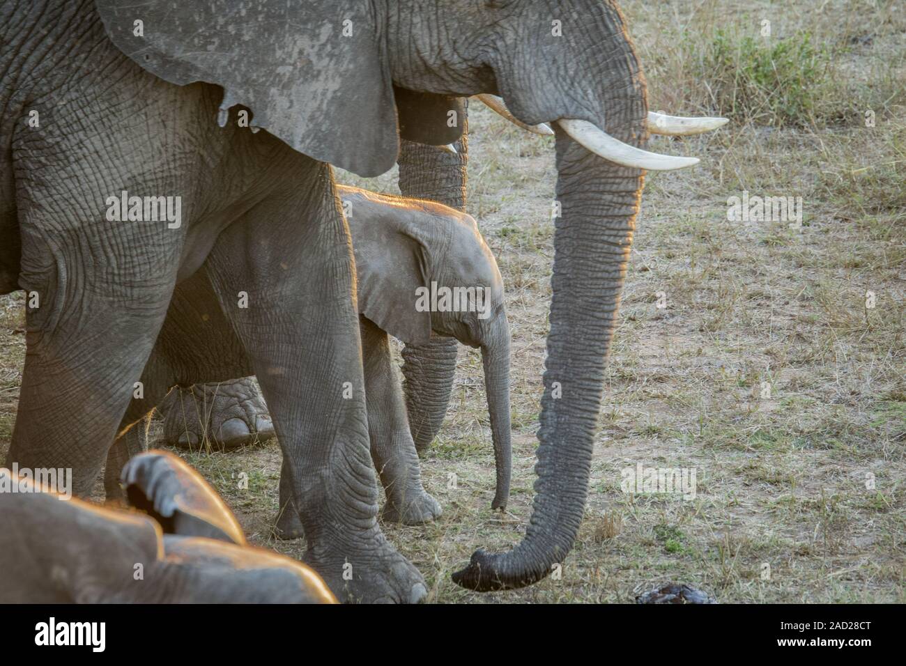 Baby Elefant in zwischen der Herde. Stockfoto