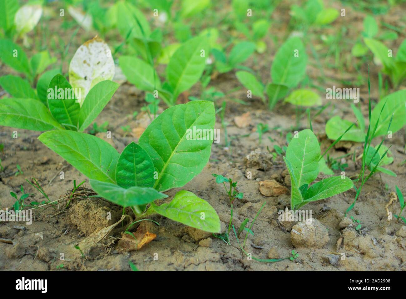 Burley Tobacco Field Stockfotos Und Bilder Kaufen Alamy