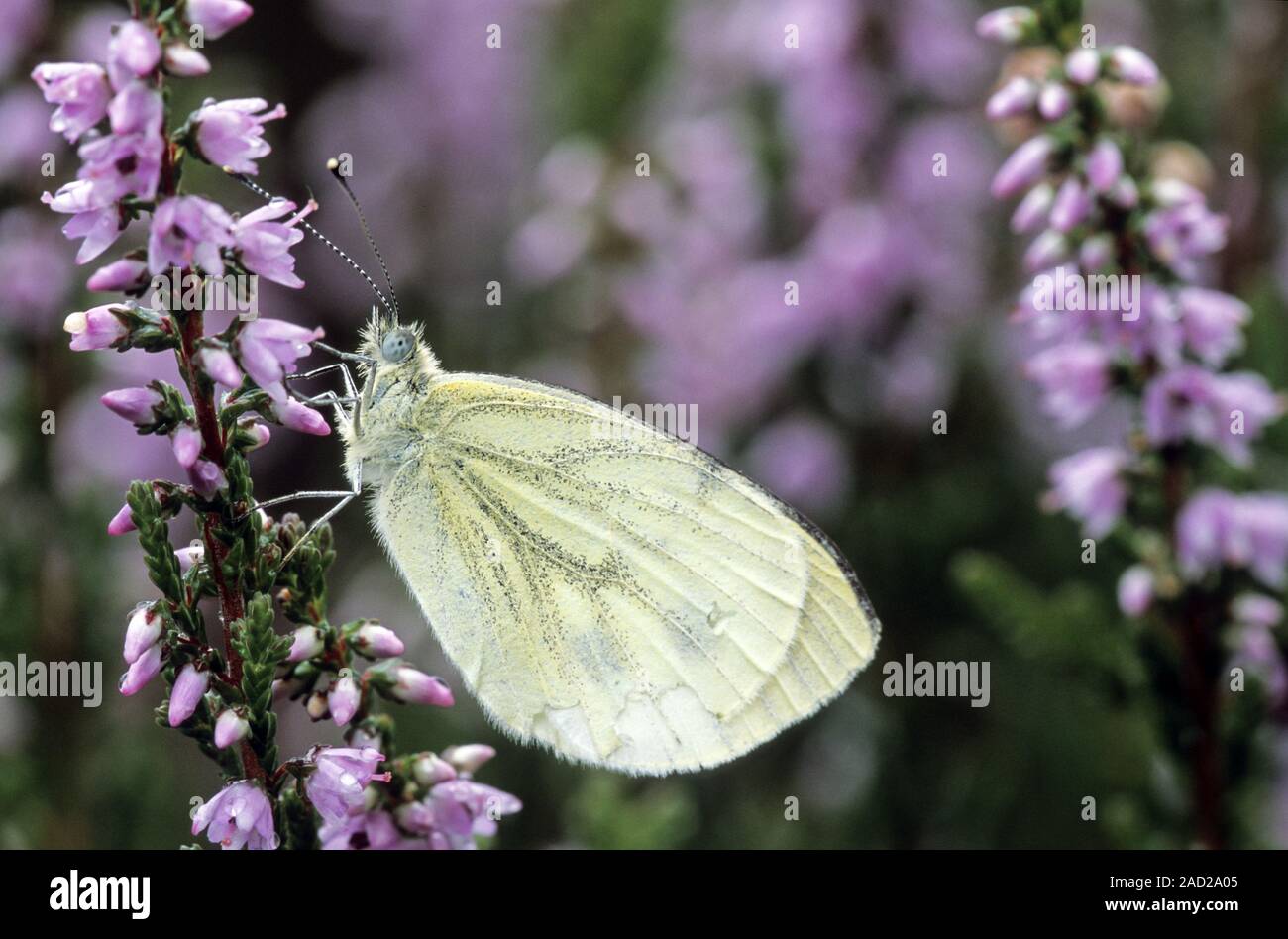 Rapsweißling, das Männchen hat einen charakteristischen Geruch/Pieris napi Stockfoto
