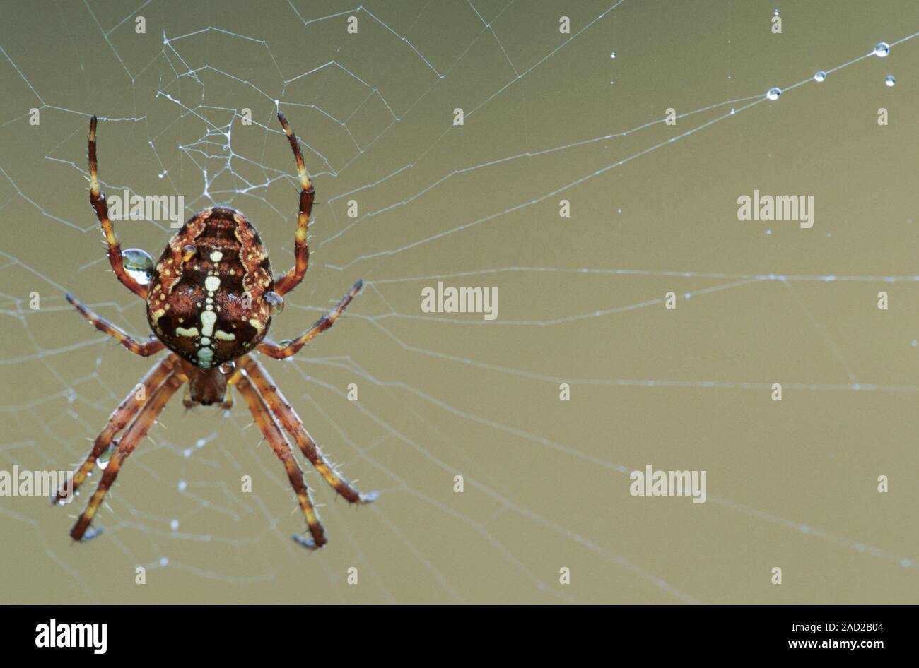 European Garden Spider, das Weibchen das Männchen nach der Paarung direkt Essen Stockfoto