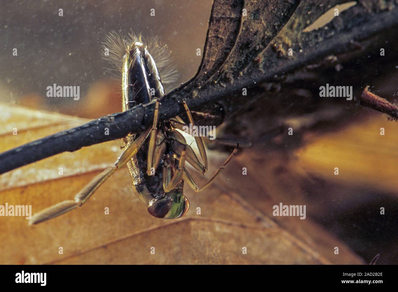 Backswimmer ist eine Gattung der backswimmer Insekten - (Foto captive Tier) Stockfoto