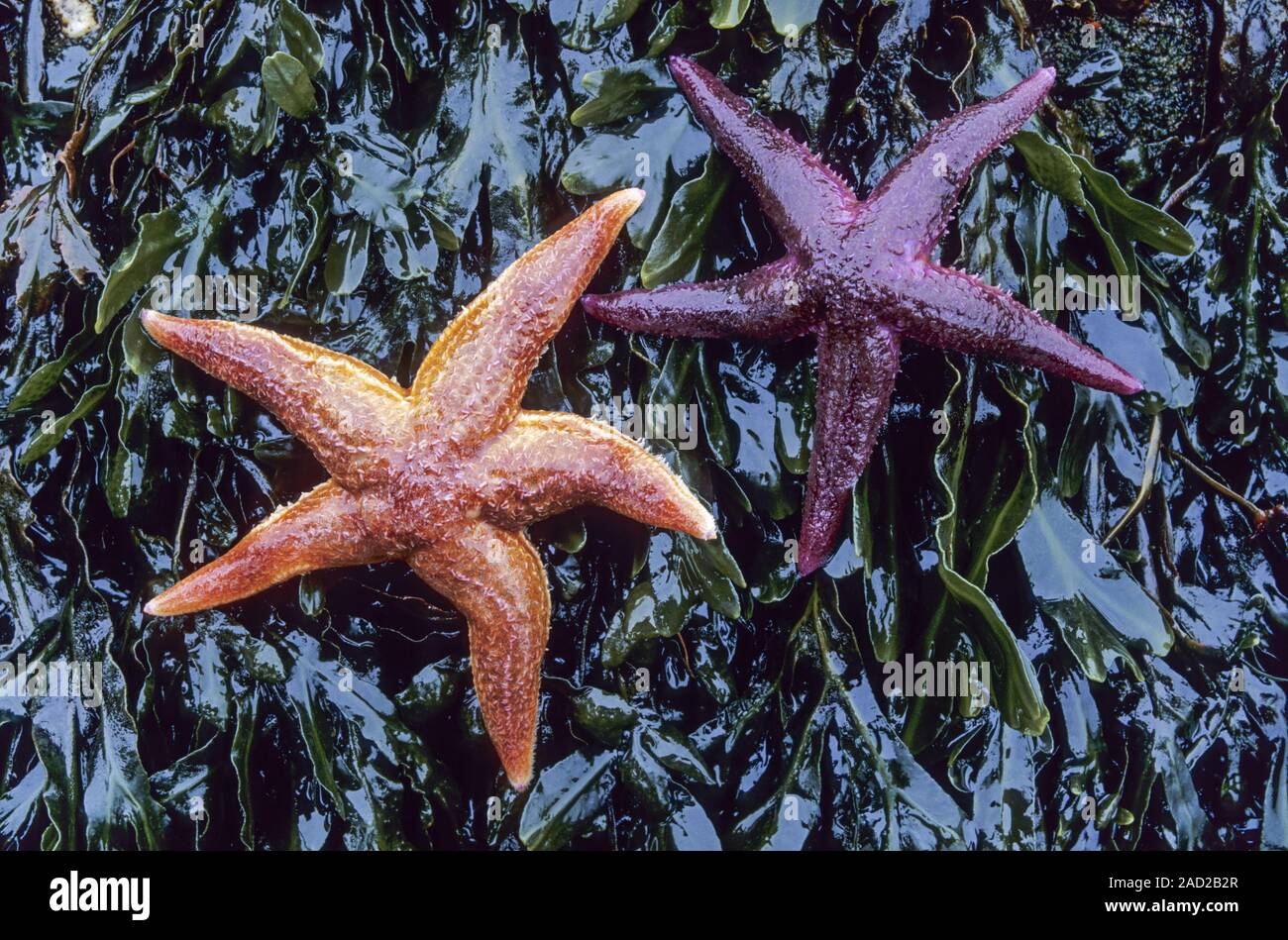 Gemeinsame Seesterne, die normale Größe ist 10 bis 30 cm, aber grösseren Exemplaren bis zu 52 cm bekannt sind. Stockfoto