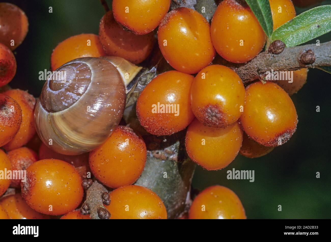 Grove Schnecke ist eine der häufigsten Arten von land Schnecke in Europa - (Braun-lippigen Schnecke) Stockfoto