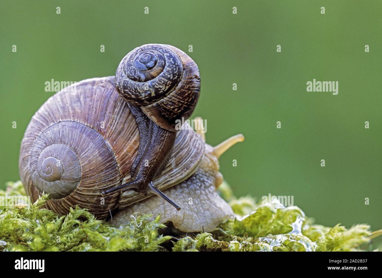 Weinbergschnecken ist in Deutschland als besonders geschützte Arten aufgeführt Stockfoto