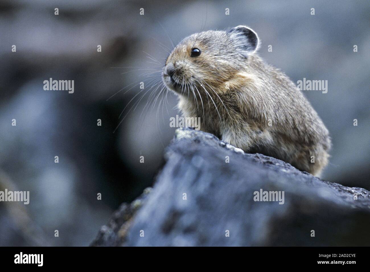 Amerikanische pika lebt in Boulder Felder auf oder oberhalb der Baumgrenze Stockfoto