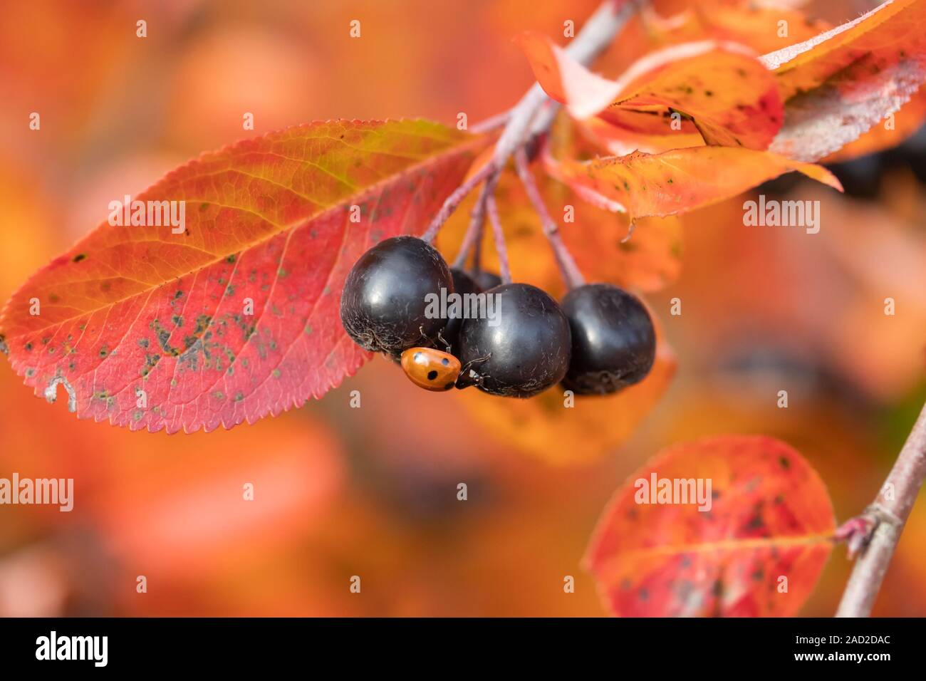 Branchen mit Marienkäfer auf schwarzen Beeren und rote Blätter von Aronia im Herbst. Stockfoto