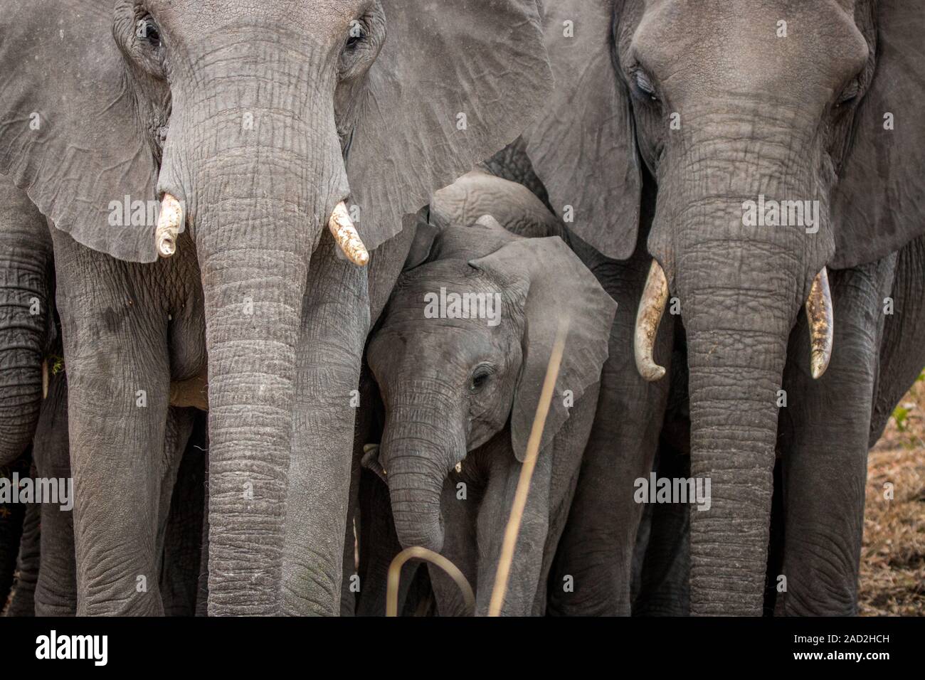 Baby Elefant in zwischen eine Herde Elefanten. Stockfoto