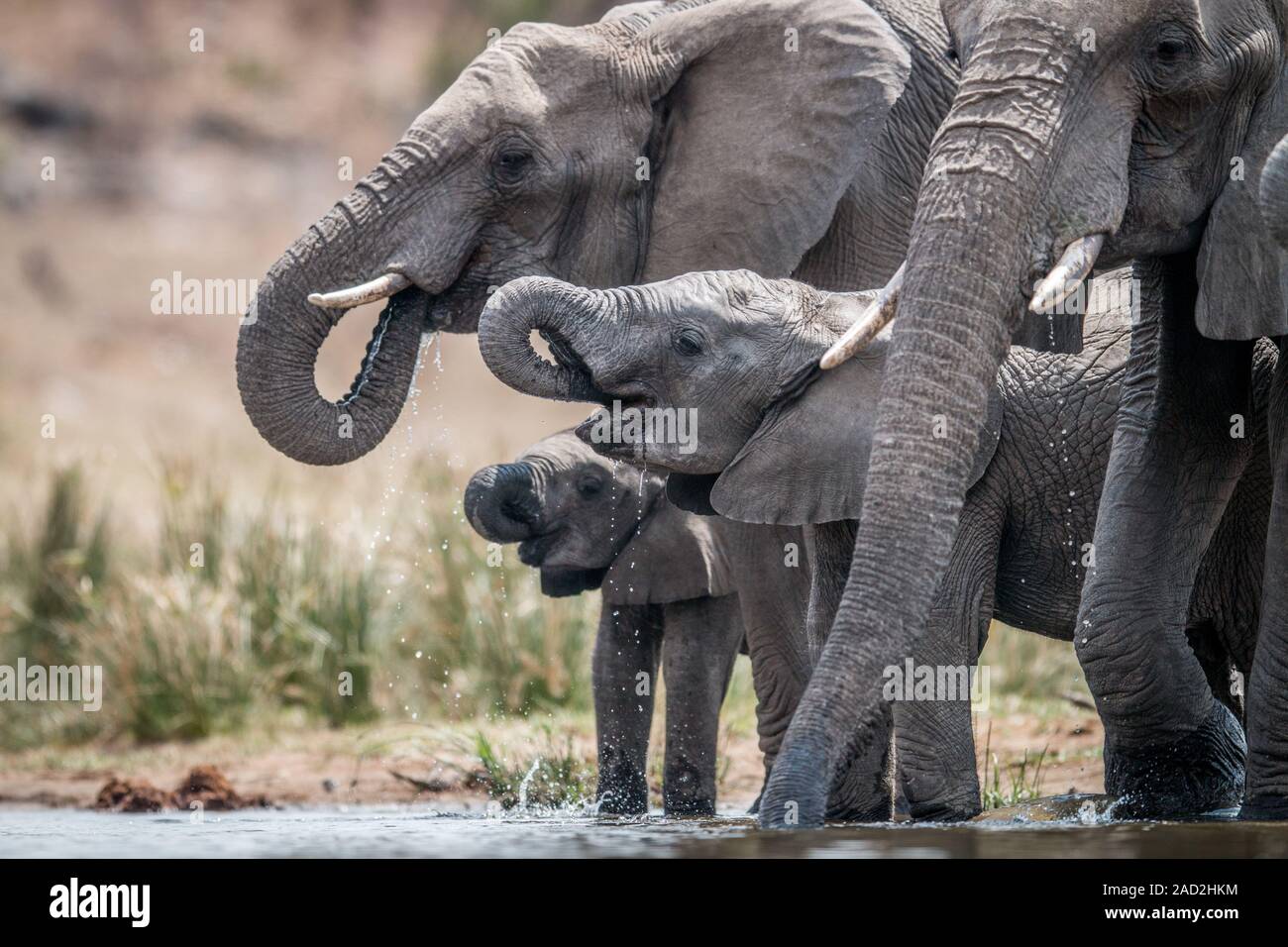 Trinken Elefantenherde. Stockfoto