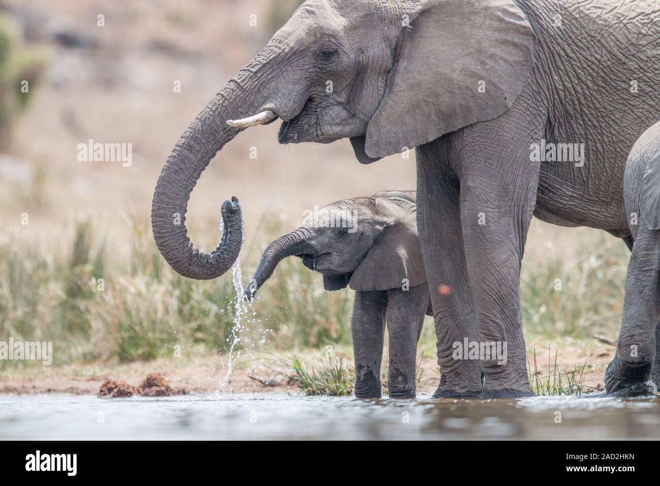 Trinken Elefantenherde. Stockfoto