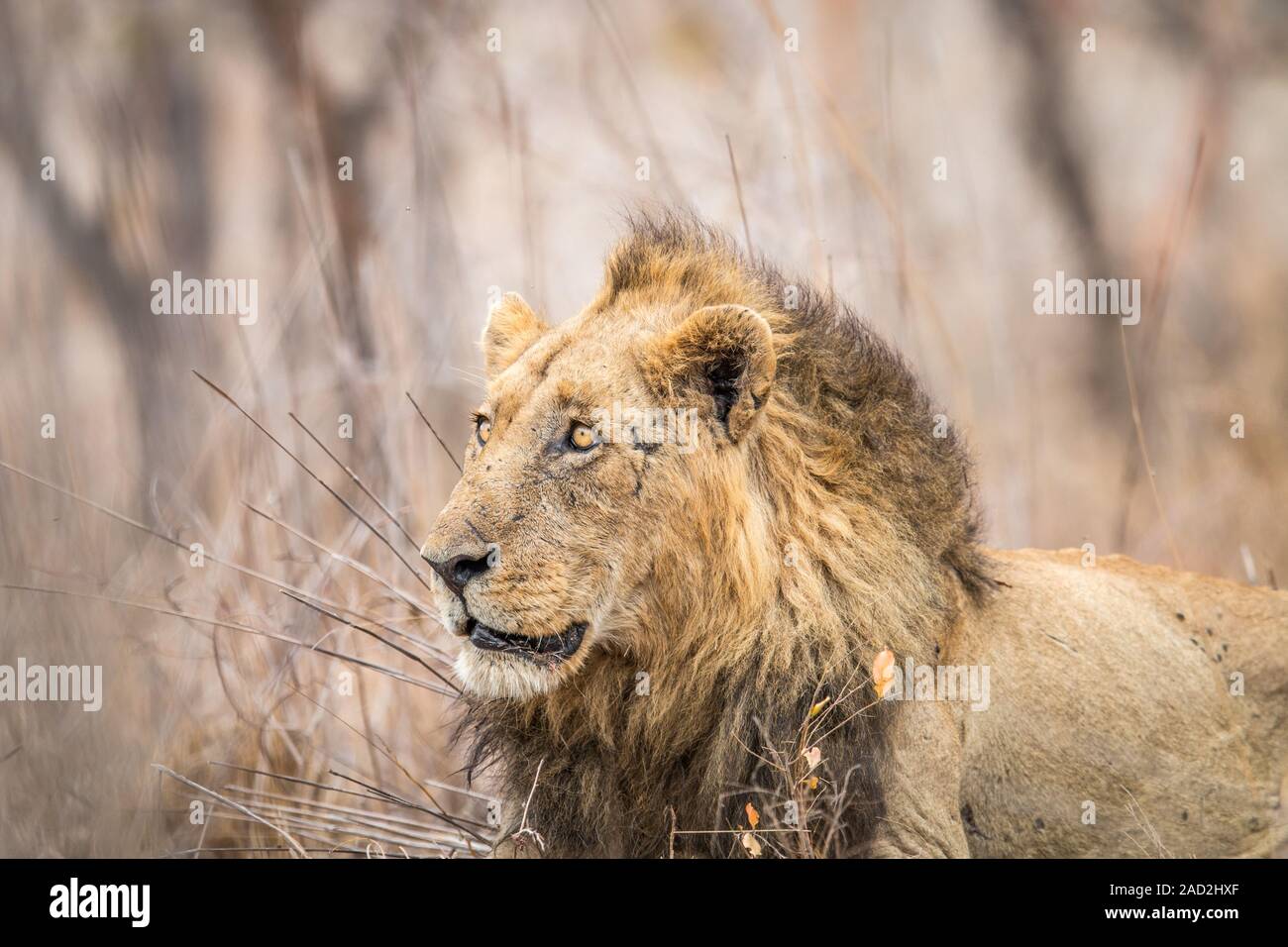 Seite Profil eines riesigen männlichen Löwen. Stockfoto