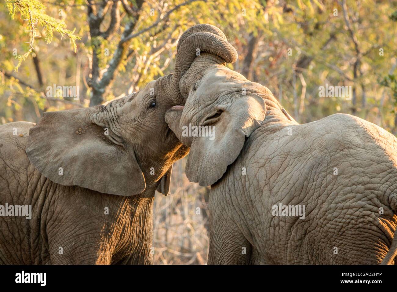 Zwei Elefanten kleben. Stockfoto