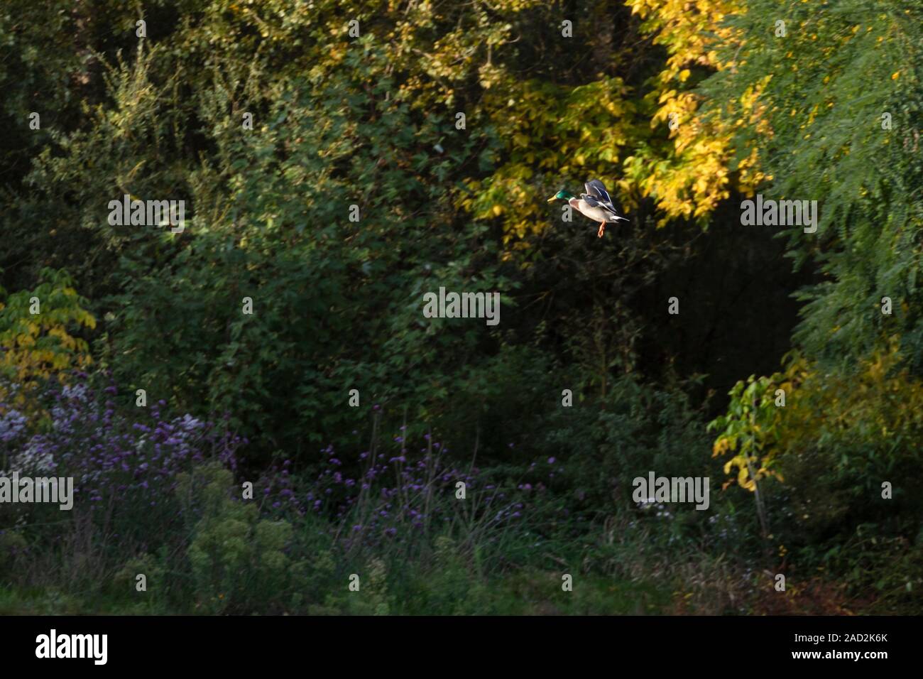 Mallard-Canard colvert (Anas platyrhynchos), Auvergne, Frankreich. Stockfoto