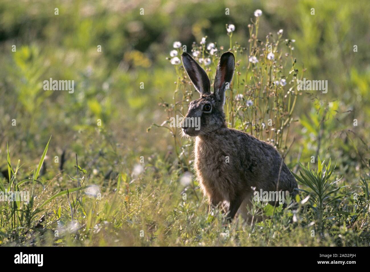 Europäische Hase, natürliche Raubtiere gehören Greifvögel und caniden und feliden Stockfoto