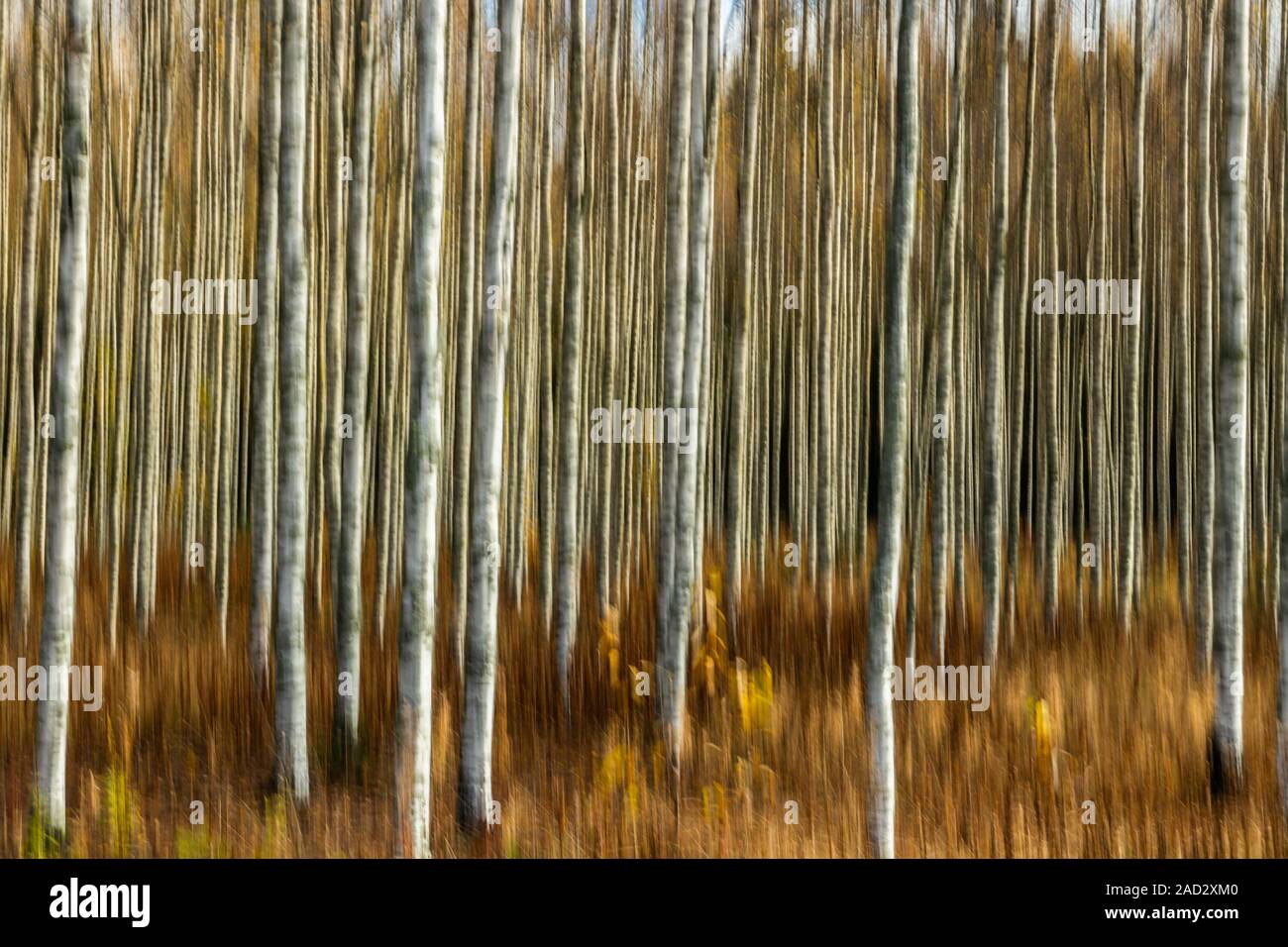 Abstrakte verschwommenes Foto von Birch Grove im Herbst. Bewegungsunschärfe. Stockfoto