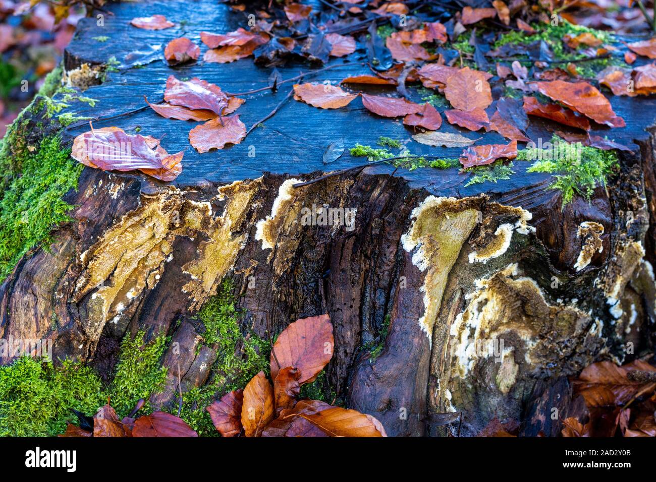 Ein Stamm eines Baumes im Herbst mit Pilzen, Moos und Laub Stockfoto